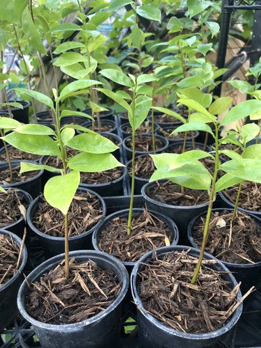 Well Rooted Muricata Soursop Guanabana Plant Tree 5-6 Inches | Graviola Tropical Fruit Plant | Mang C?u