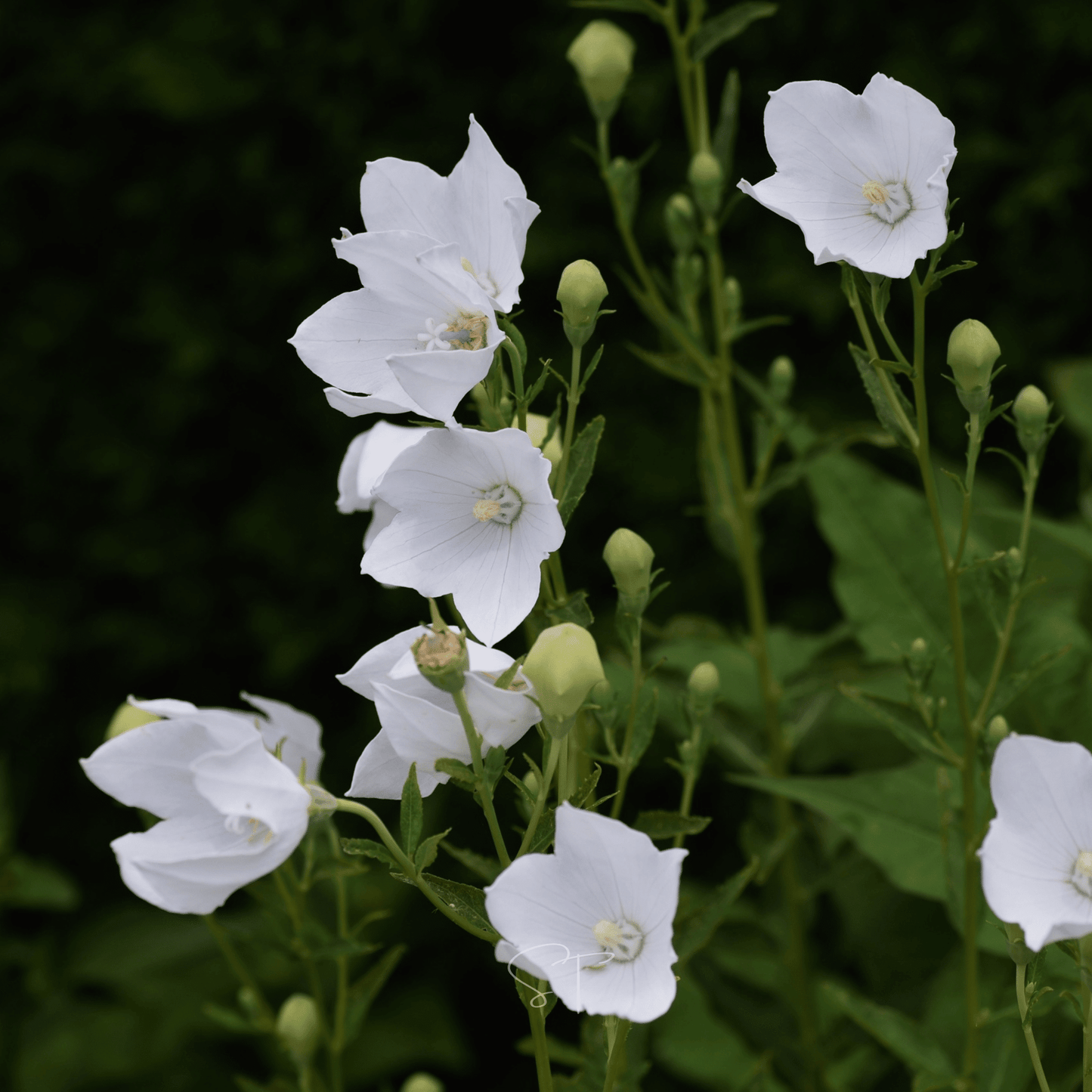 White Balloon Flower – 50 Seeds