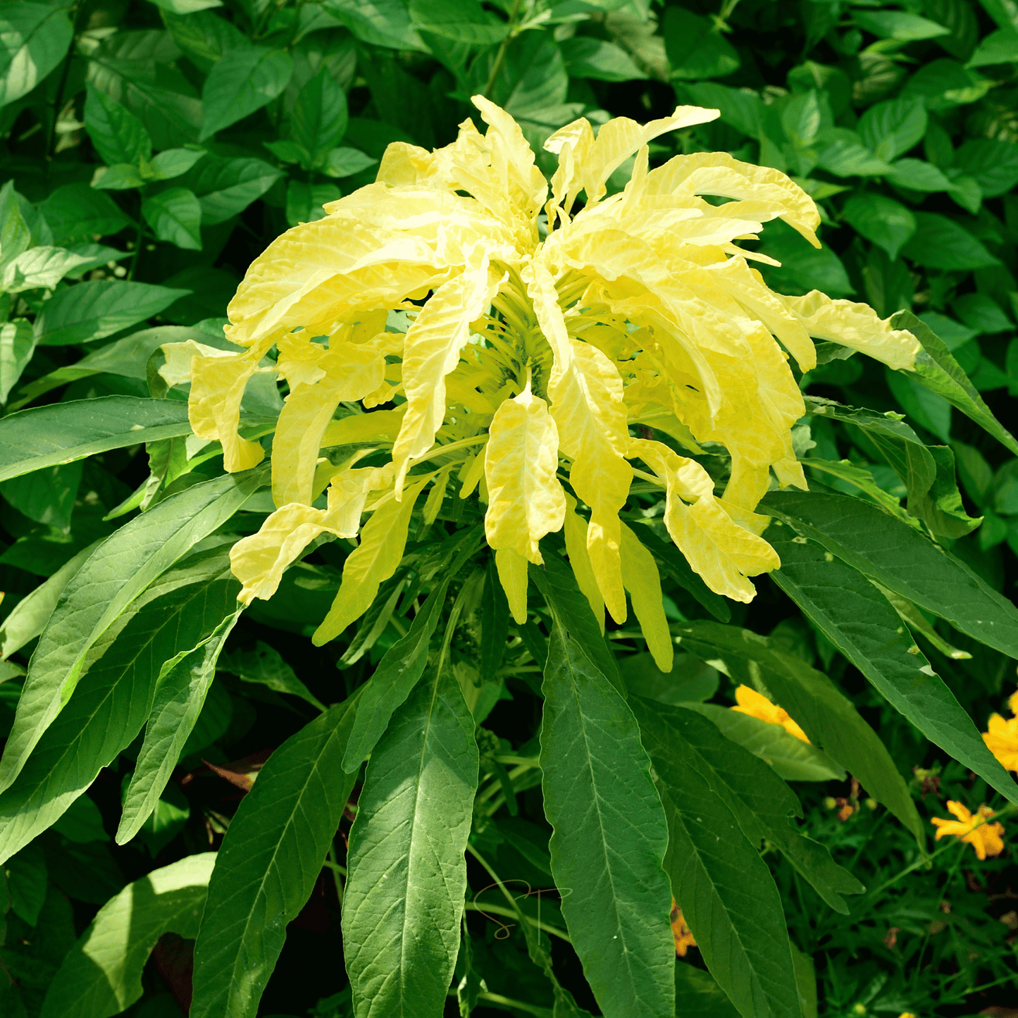 Yellow Amaranth – 100 Seeds
