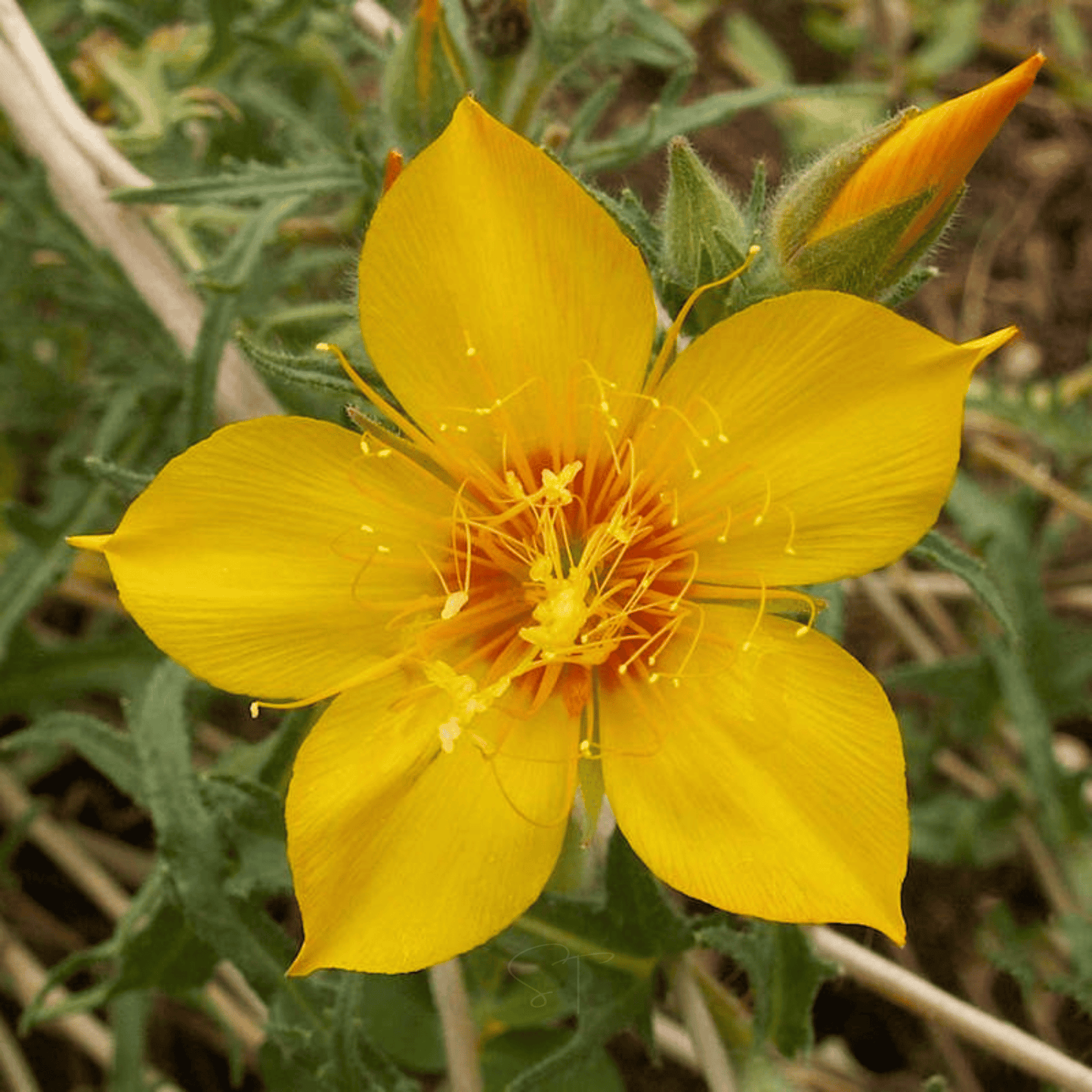 Yellow Blazing Star – 50 Seeds
