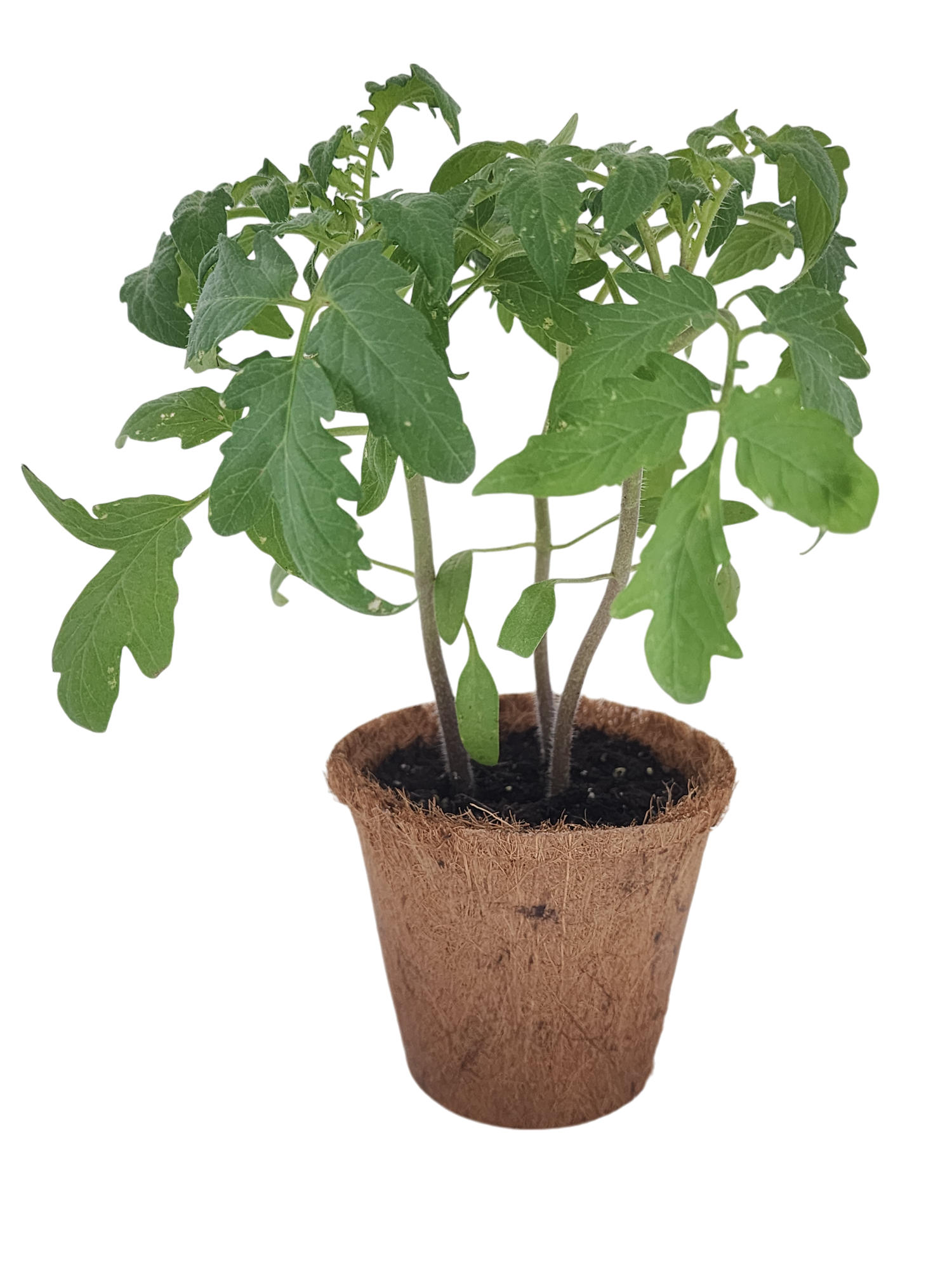 Plant-It-Starters 4 Variety Pack - 1 of Each