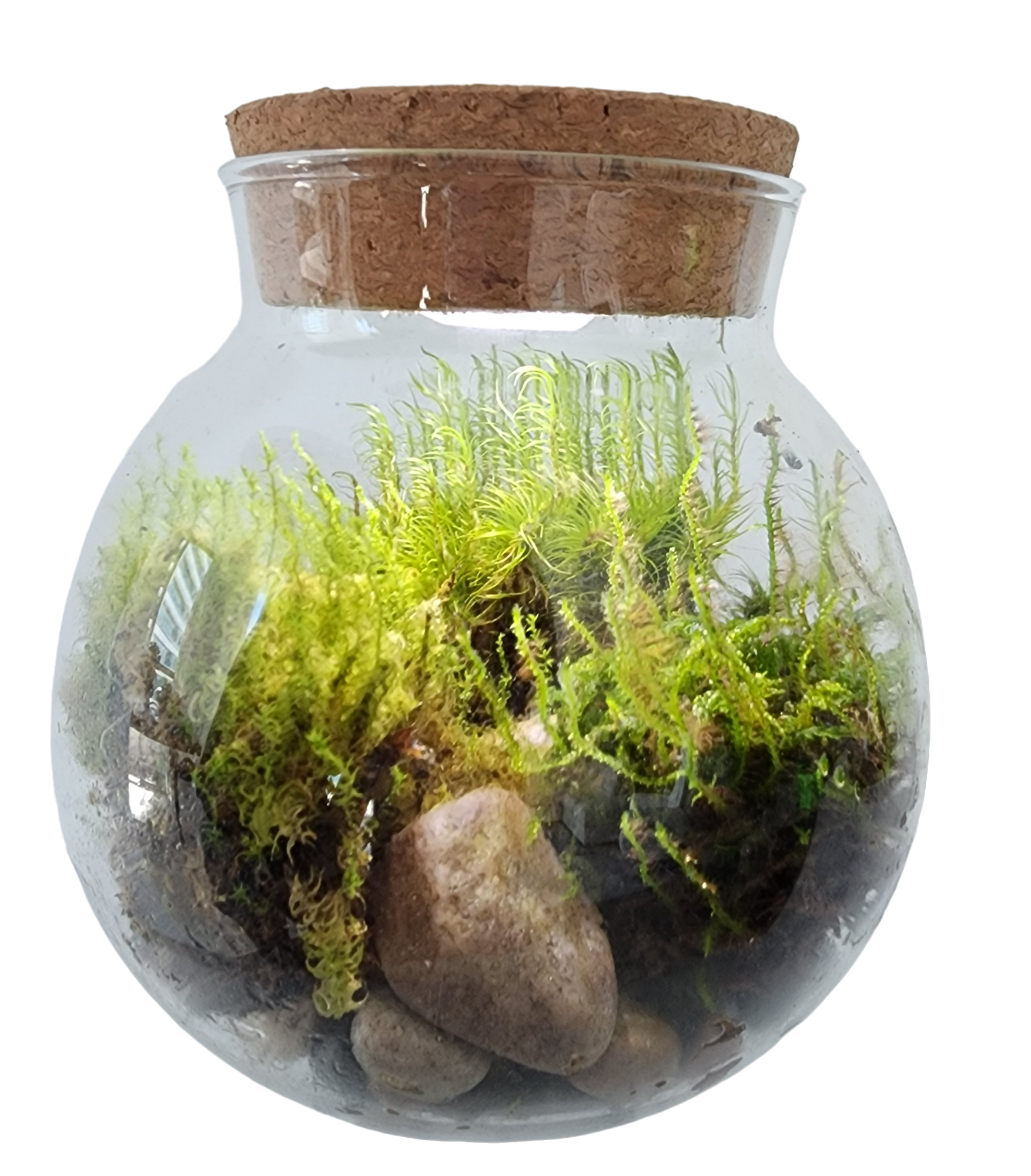 MossBowl- Grow Your Own Beautiful Moss Garden, Complete Kit Come with 3 Mosses!