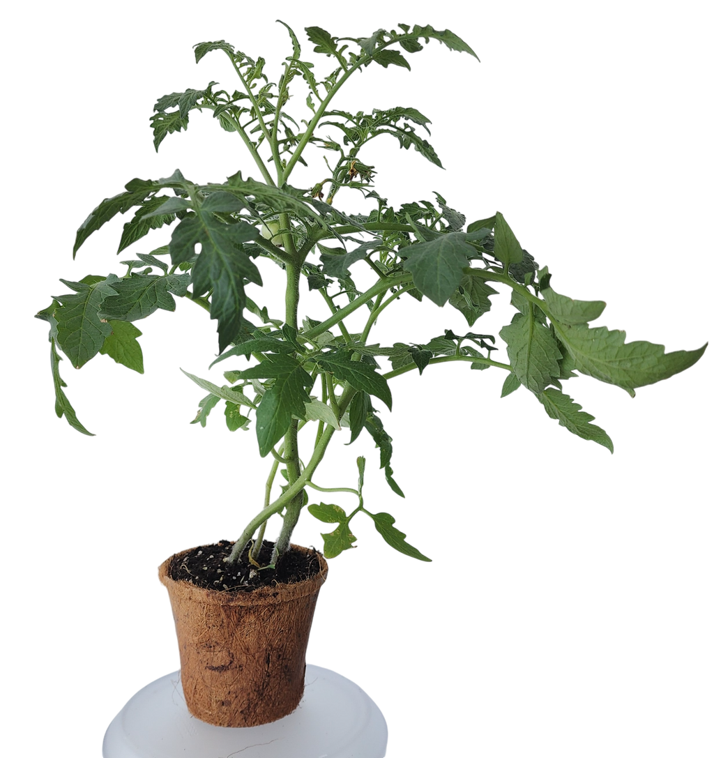 Plant-It-Starters 4 Variety Pack - 1 of Each
