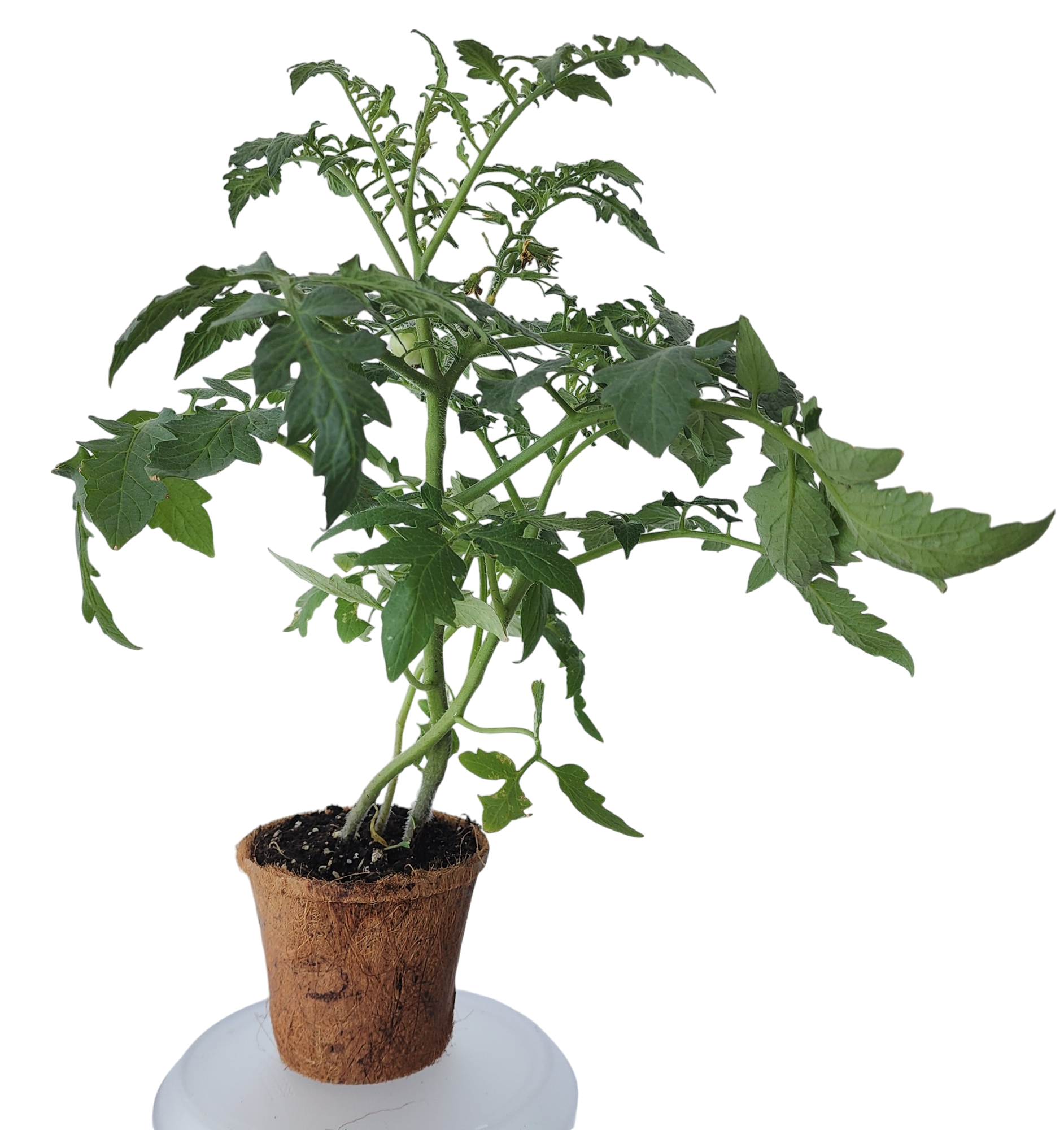 Plant-It-Starters 4 Variety Pack - 1 of Each