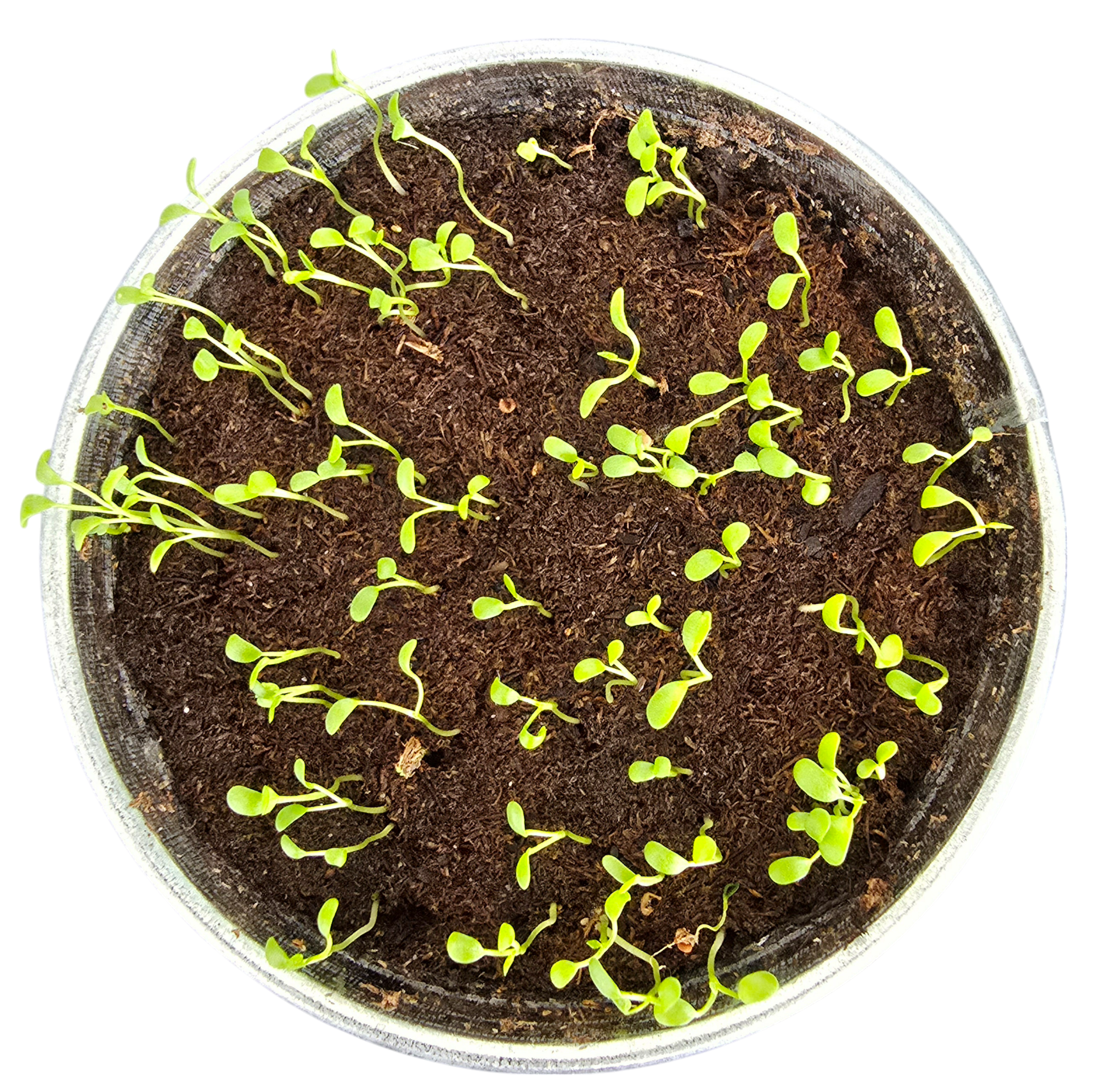 Pot O' Good Luck - Grow Your Own Shamrocks Multipack of 3