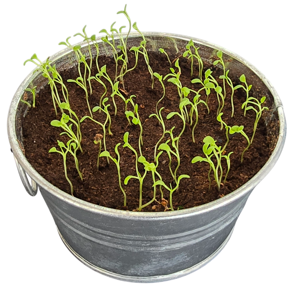 Pot O' Good Luck - Grow Your Own Shamrocks Multipack of 3