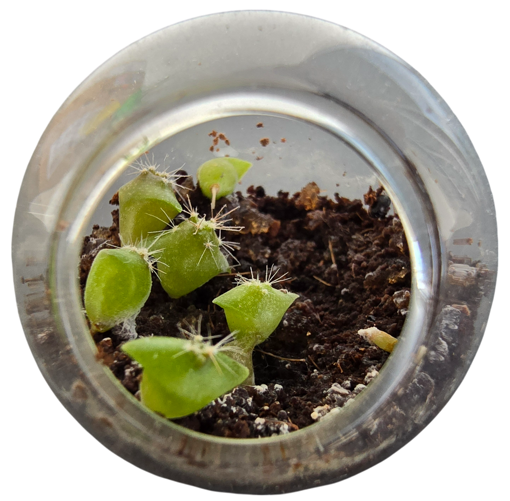 Cacti Tiny Terrariums Bundle - 1 each of 6 Varieties