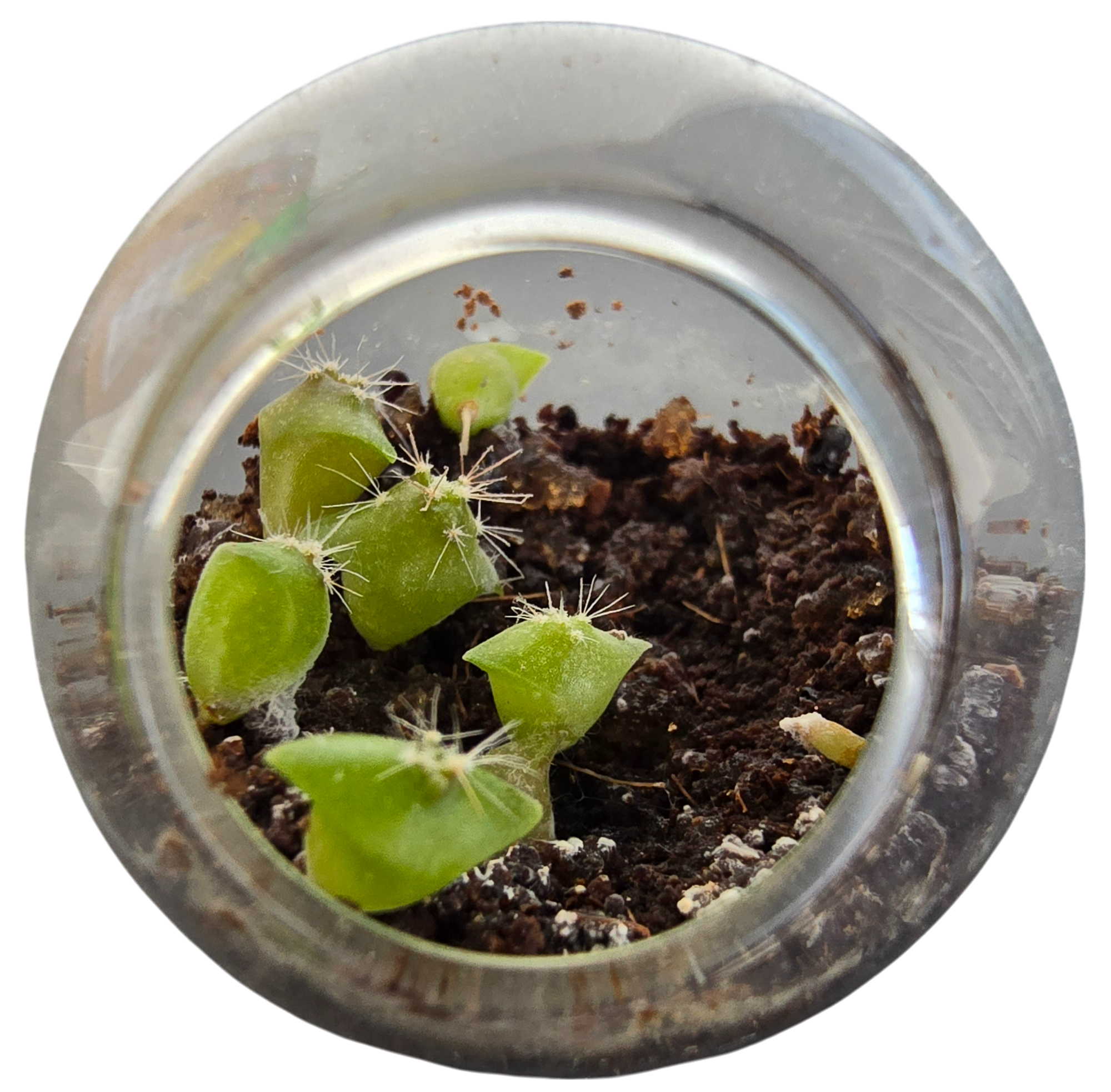 Cacti Tiny Terrariums Bundle - 1 each of 6 Varieties
