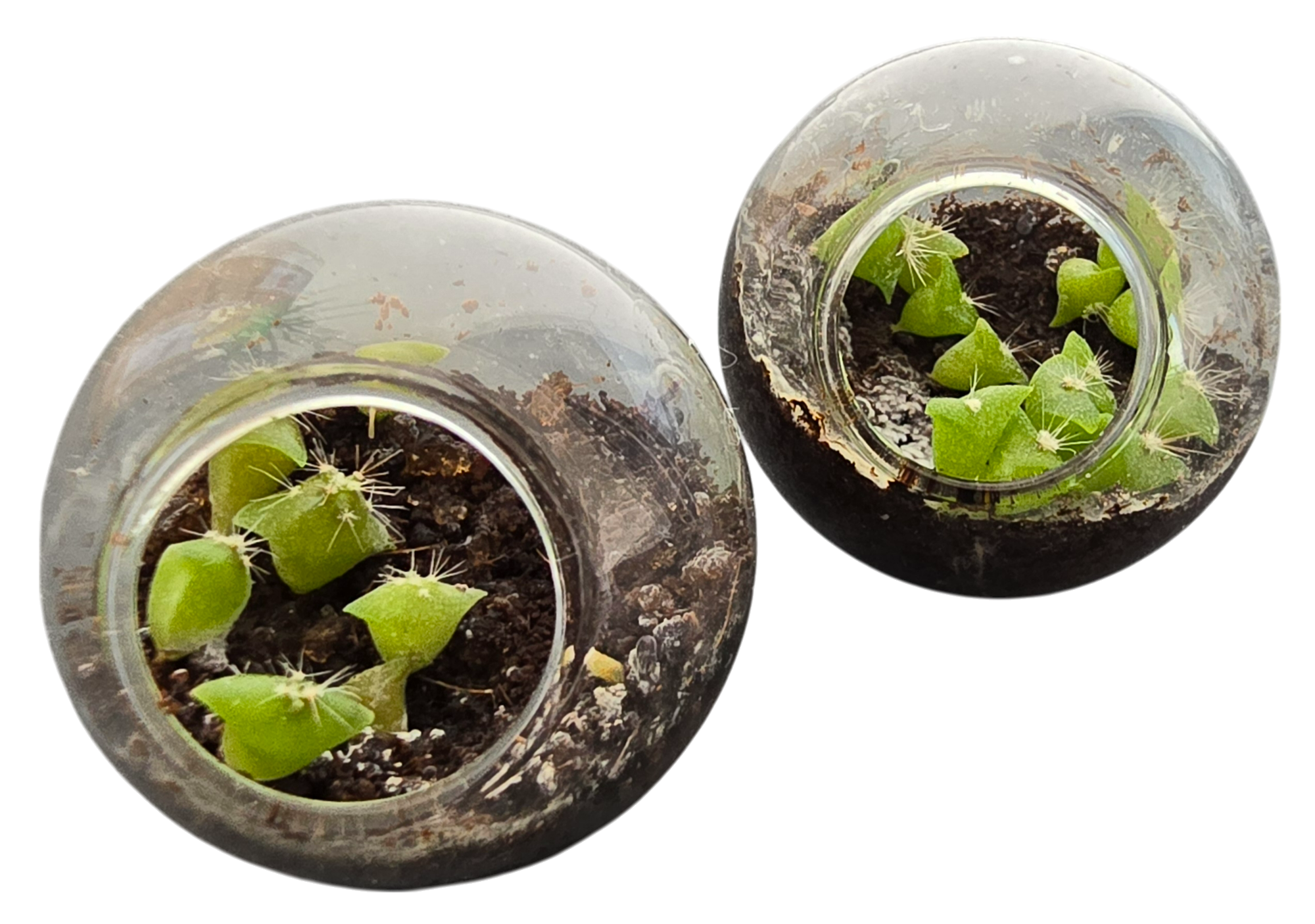 Cacti Tiny Terrariums Bundle - 1 each of 6 Varieties