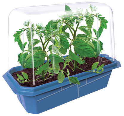 Beefsteak Tomatoes Sprouter Terrarium