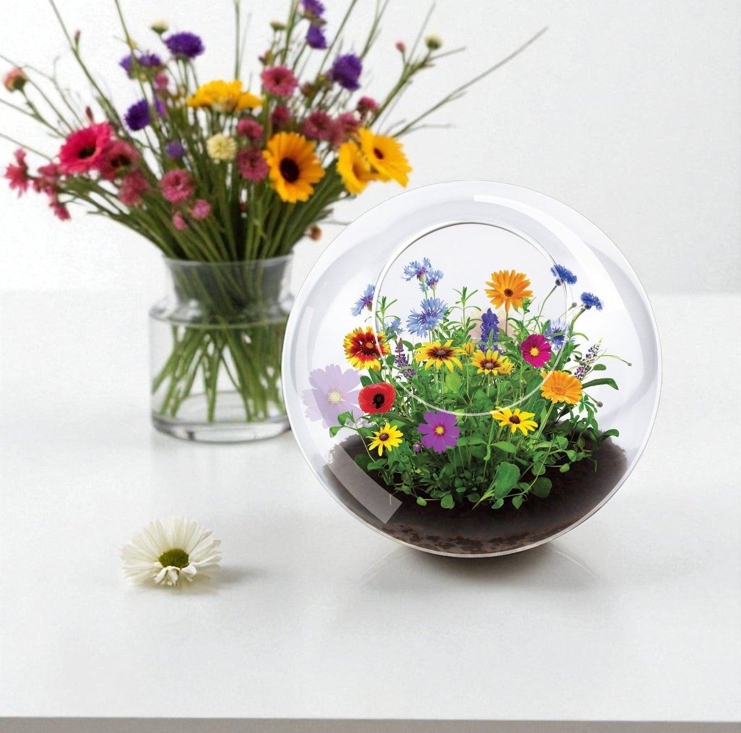 Wildflower Blooms Glass Terrarium Seed Starting Kit