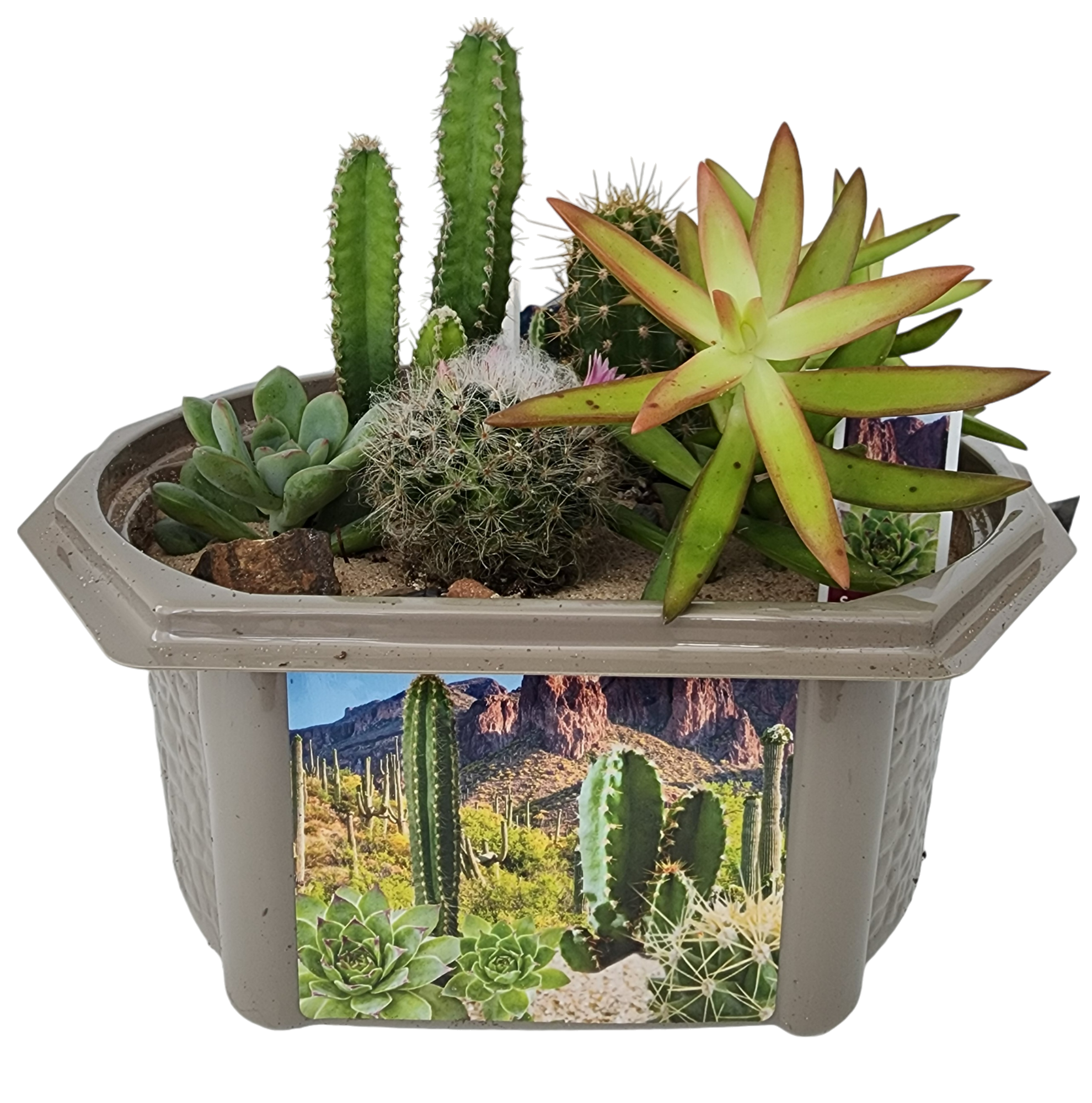 Desert Dome Biosphere Terrarium