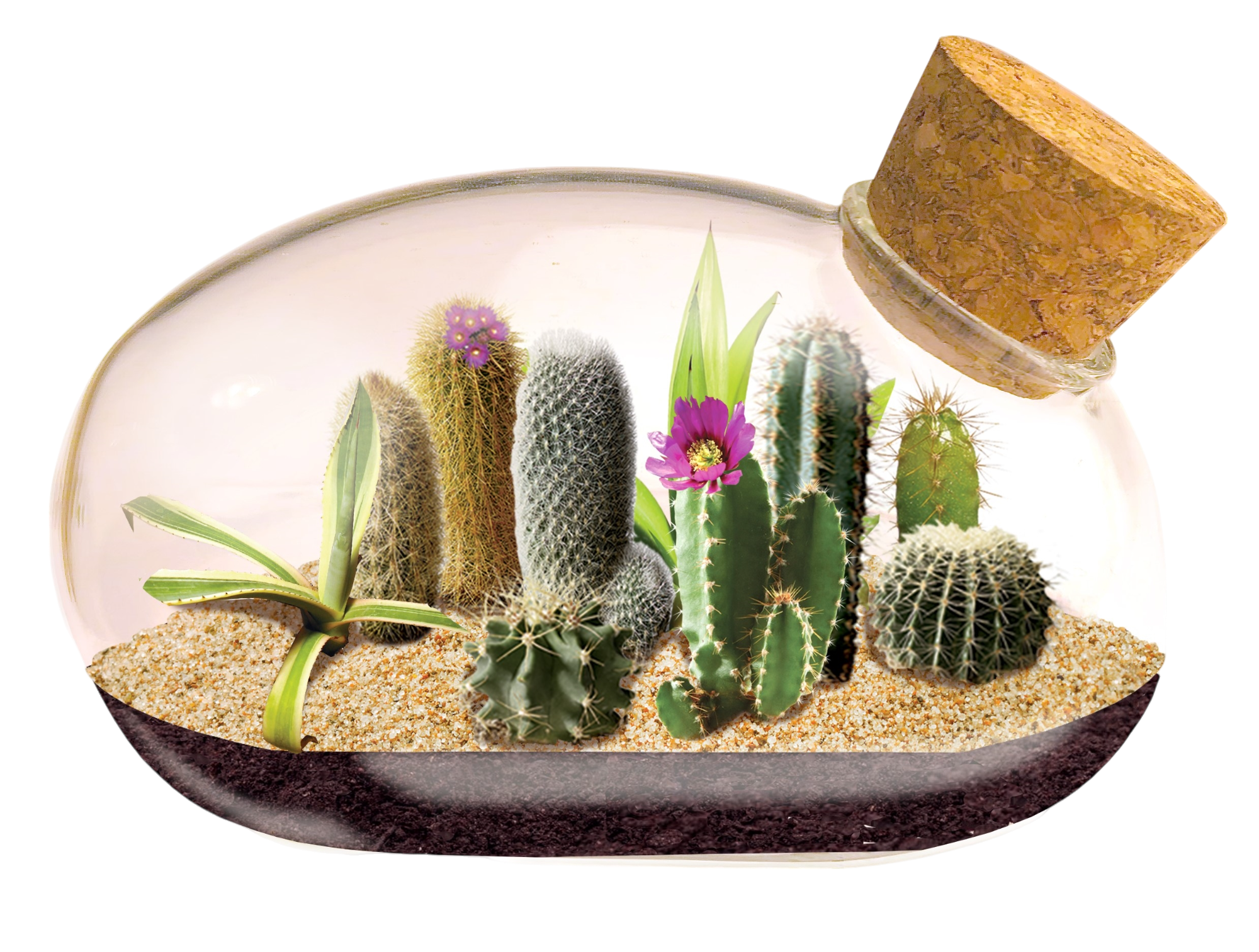 The Desert Mouse Garden Glass Terrarium with Cork