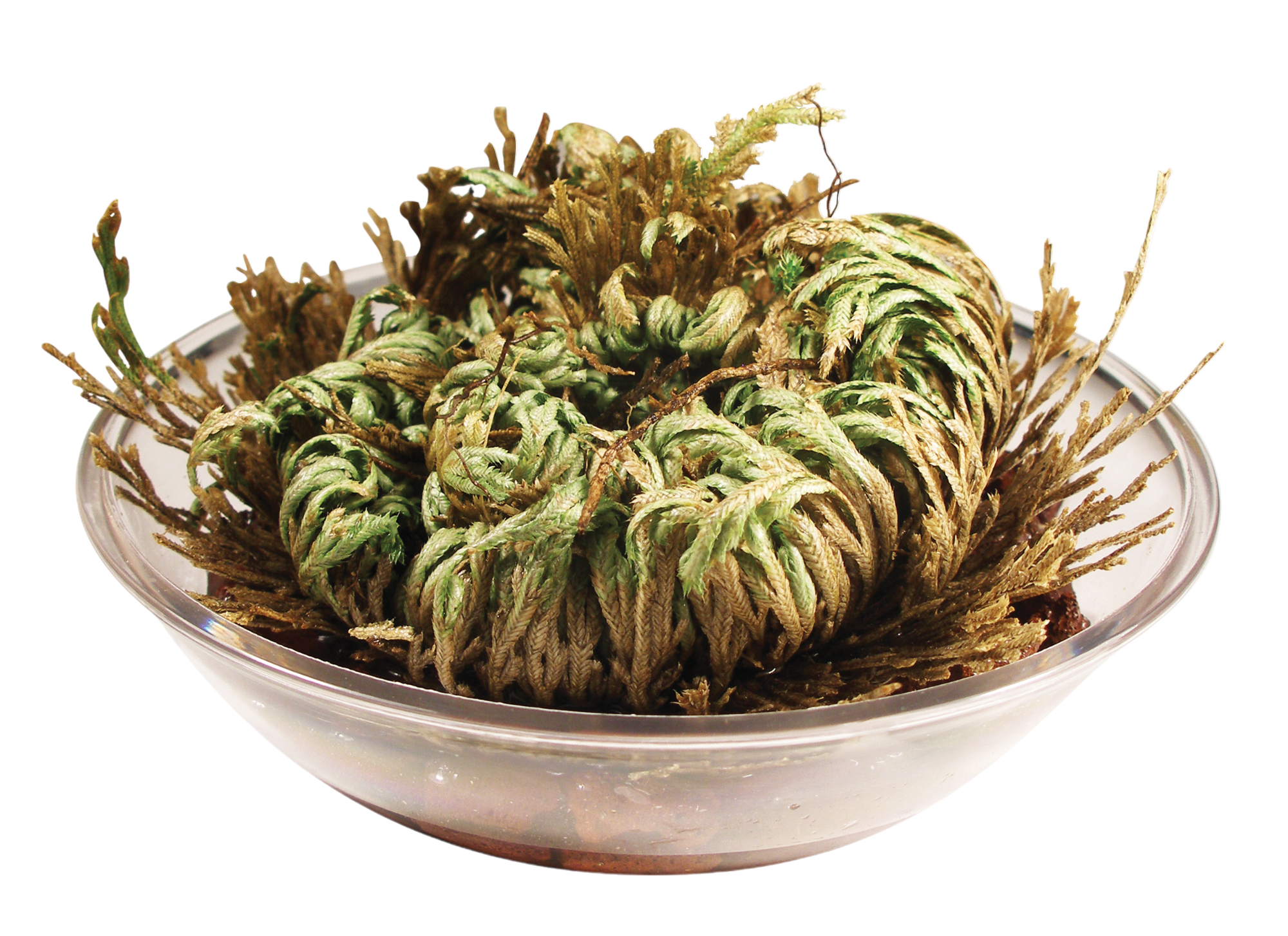 Dinosaur Plant -  Multipack of 3