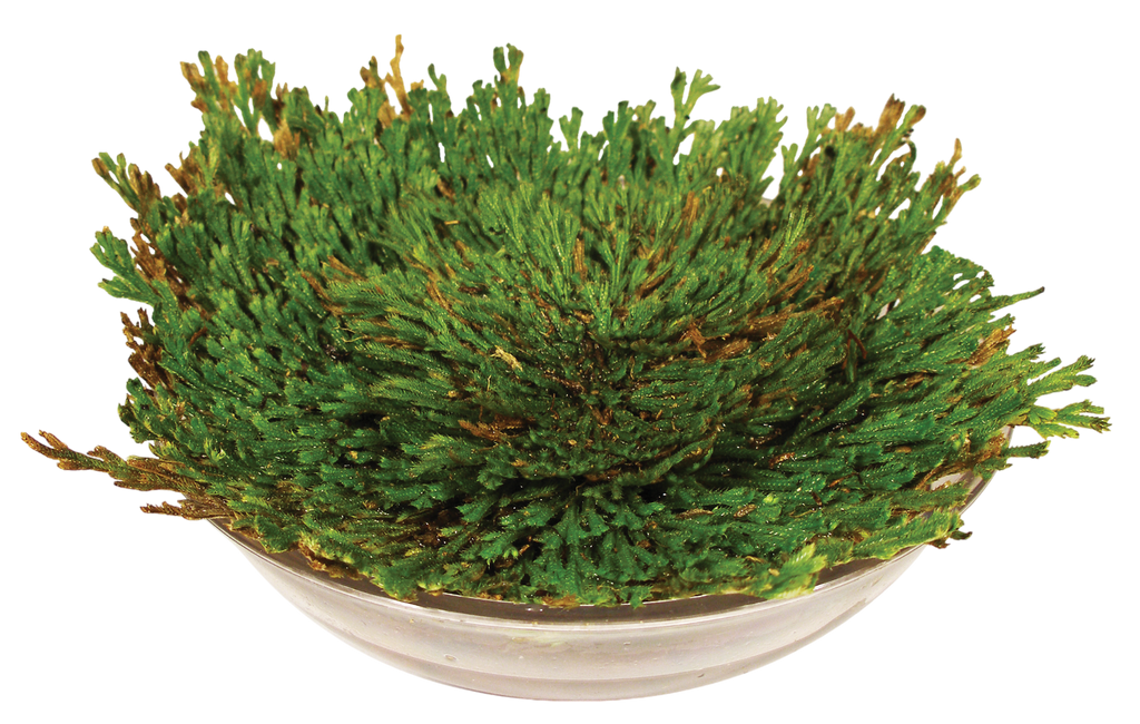 Dinosaur Plant -  Multipack of 3