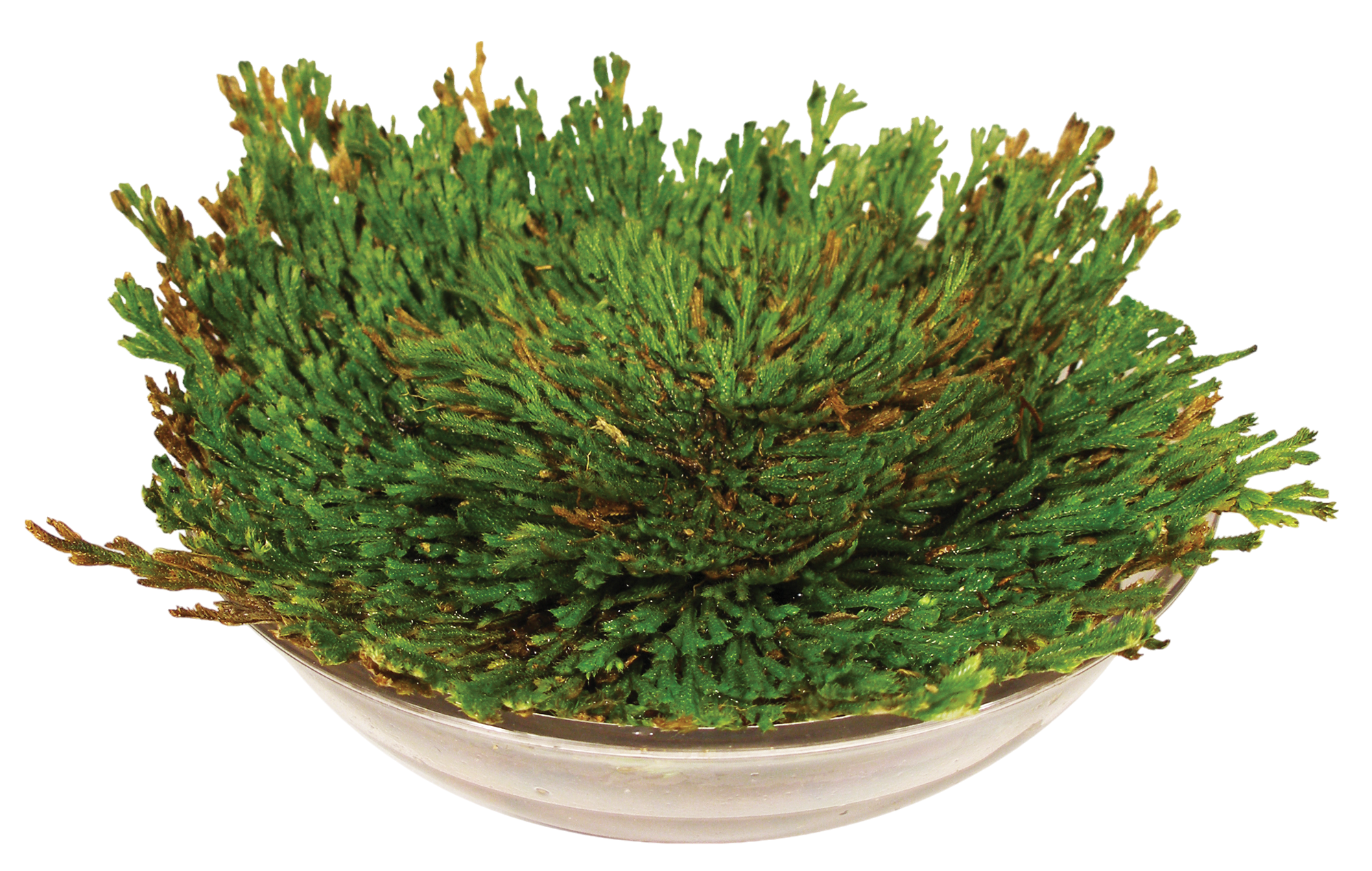 Dinosaur Plant -  Multipack of 3