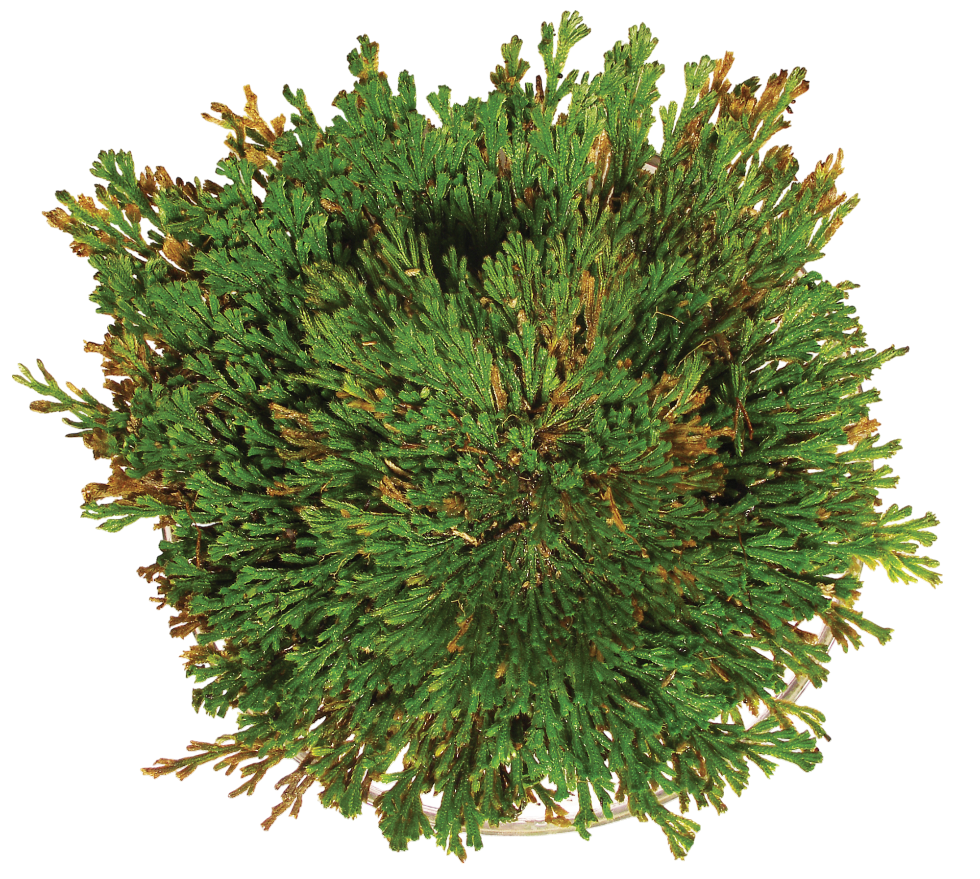 Resurrection Plant -  Multipack of 3