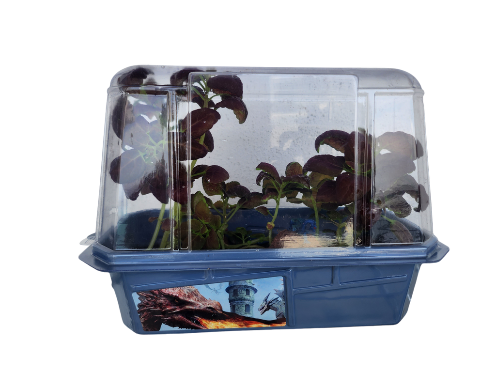 Dragons Den Mini World Terrarium