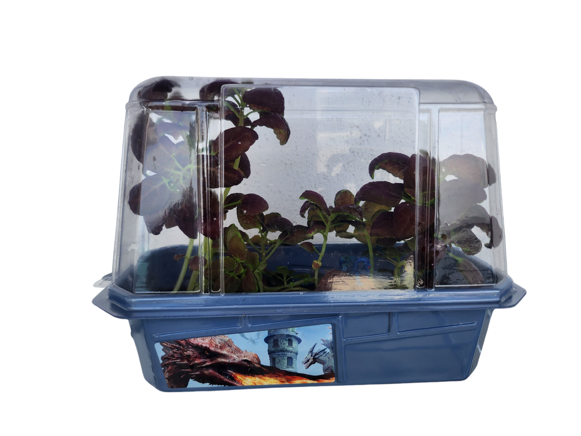 Dragons Den Mini World Terrarium