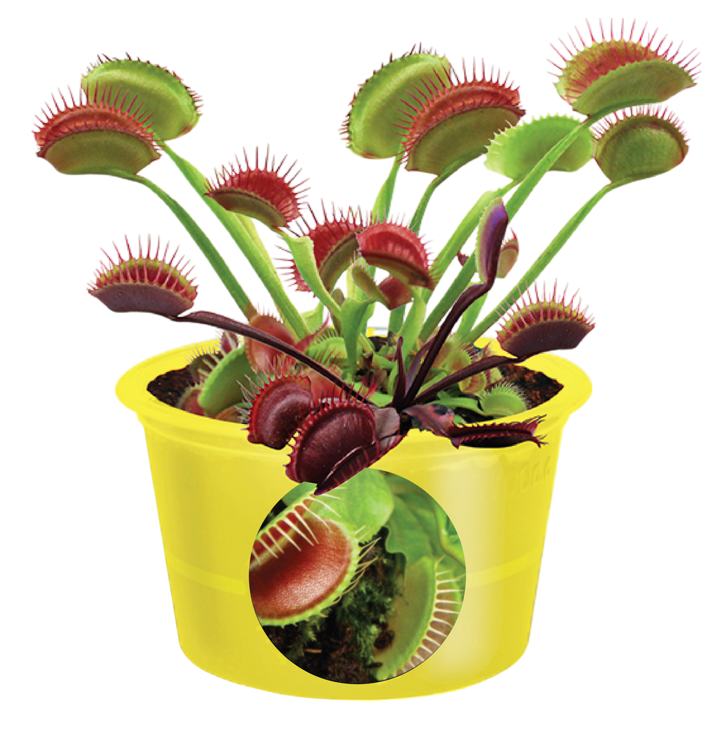 Eco Seed Sprouts 6 Variety Assortment Pack – 1 of Each