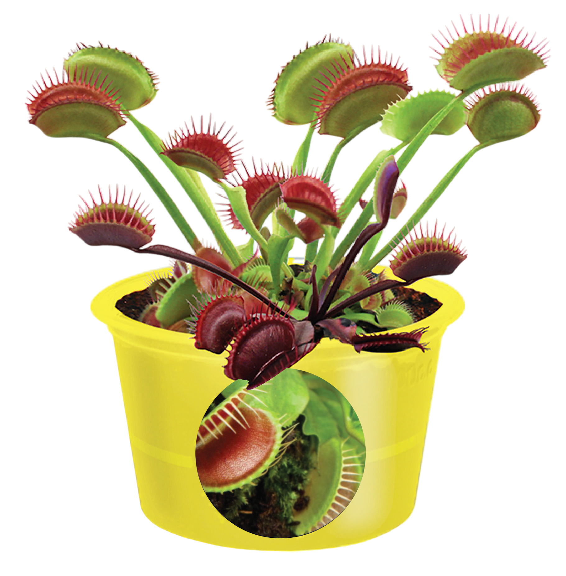 Eco Seed Sprouts 6 Variety Assortment Pack – 1 of Each