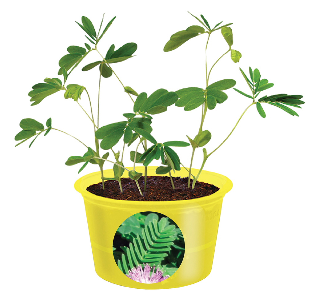 Eco Seed Sprouts 6 Variety Assortment Pack – 1 of Each