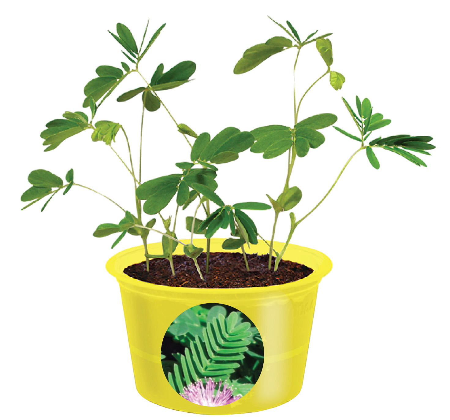 Eco Seed Sprouts 6 Variety Assortment Pack – 1 of Each