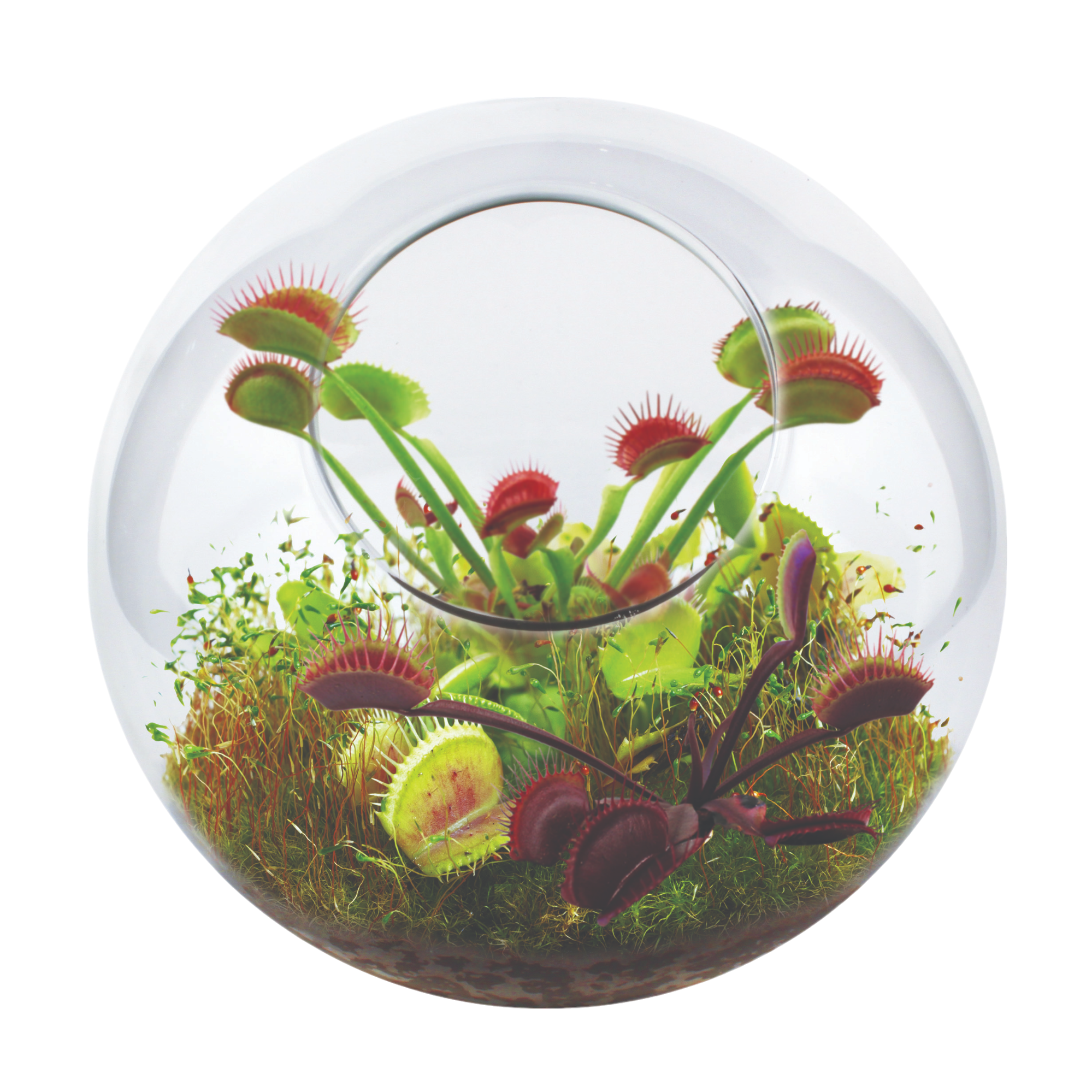 Flytrap Garden Glass Terrarium Seed Starting Kit
