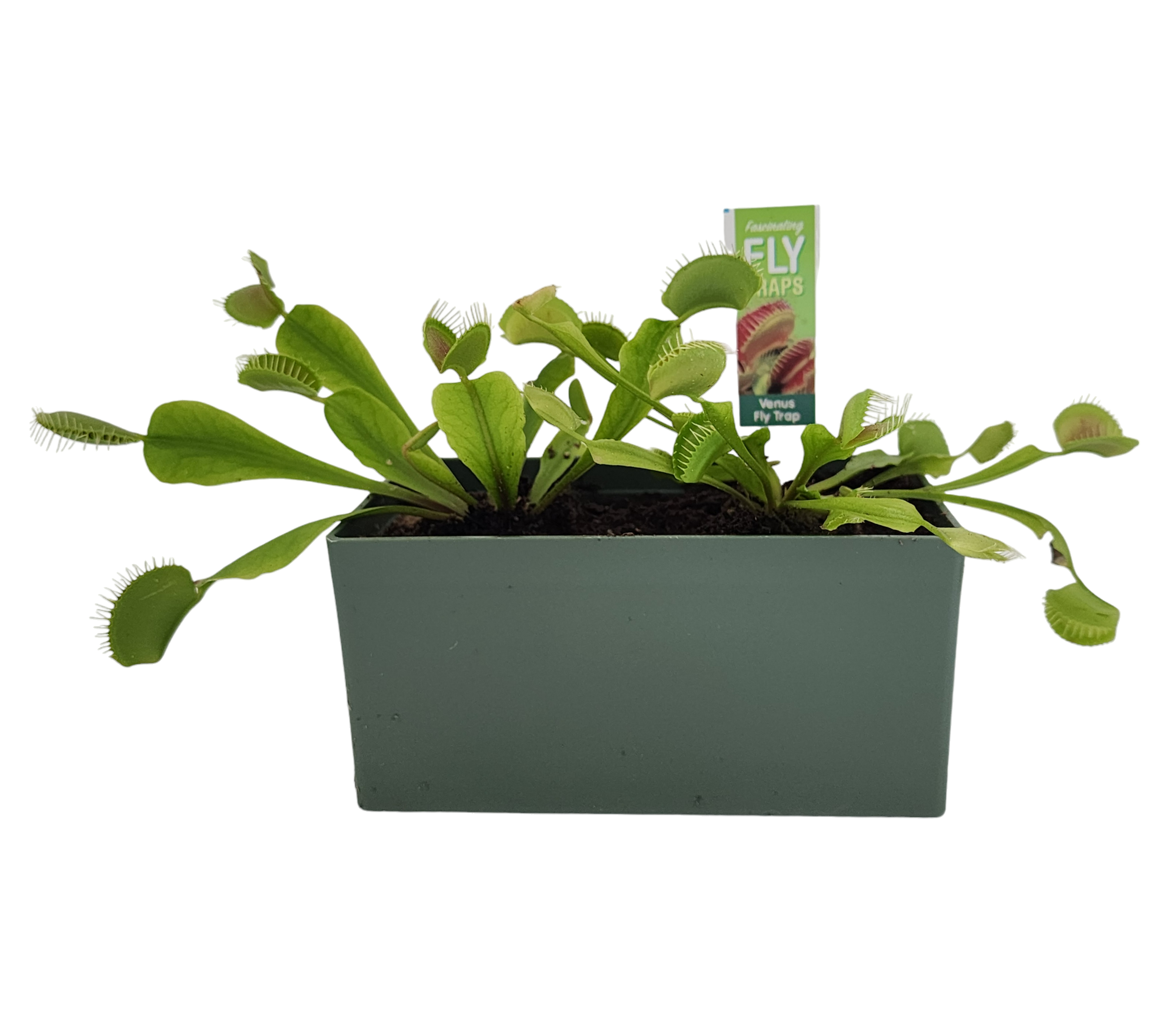 Venus Fly Trap Seed Square Terrarium