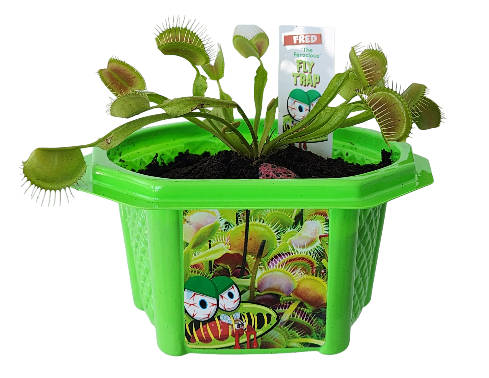Fred 'The Ferocious' Flytrap Micro Dome Terrarium