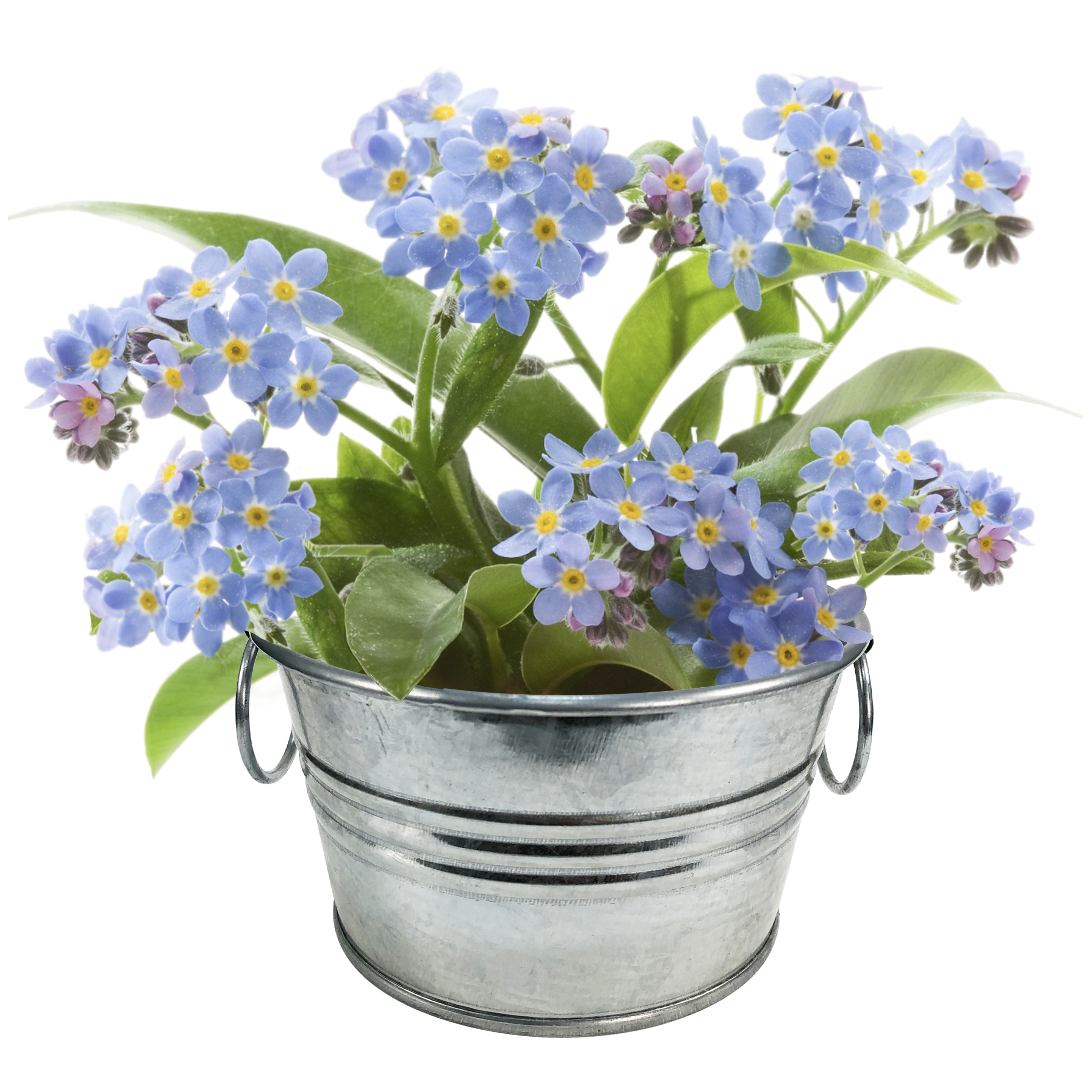 Lil' Bucket of Love - Grow Your Own Forget-Me-Nots Multipack of 3