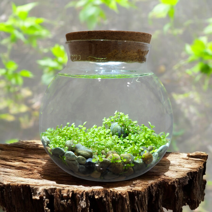 WaterPlants- Grow Lush Aquatic Plants from Seed! Thrives With Minimal Care