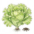 LETTUCE Seeds, Black Seeded Simpson