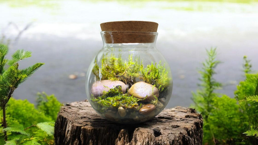 MossBowl- Grow Your Own Beautiful Moss Garden, Complete Kit Come with 3 Mosses!