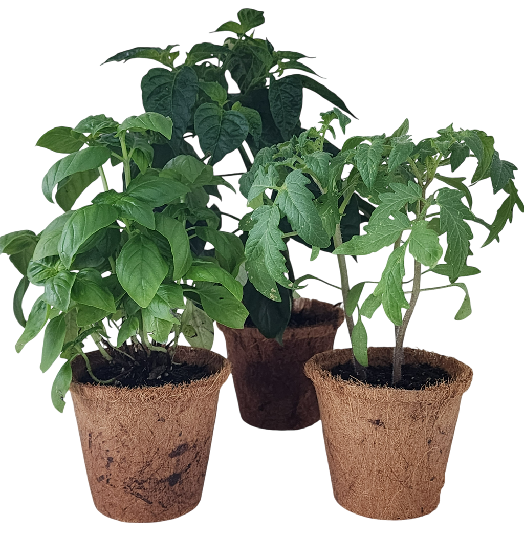 Plant-It-Starters 4 Variety Pack - 1 of Each