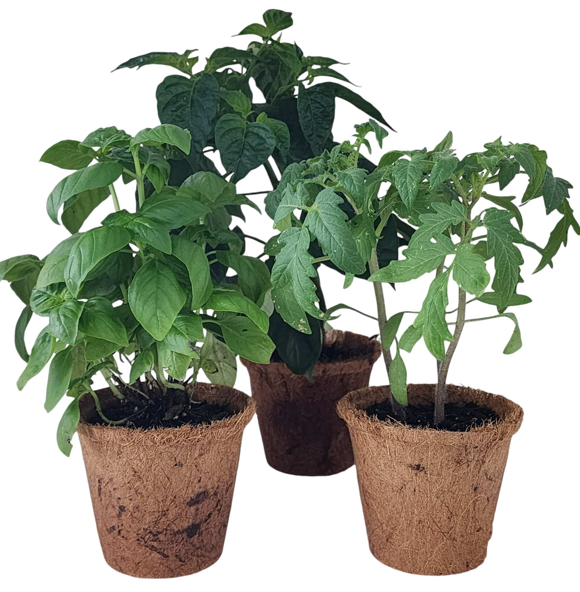Plant-It-Starters 4 Variety Pack - 1 of Each