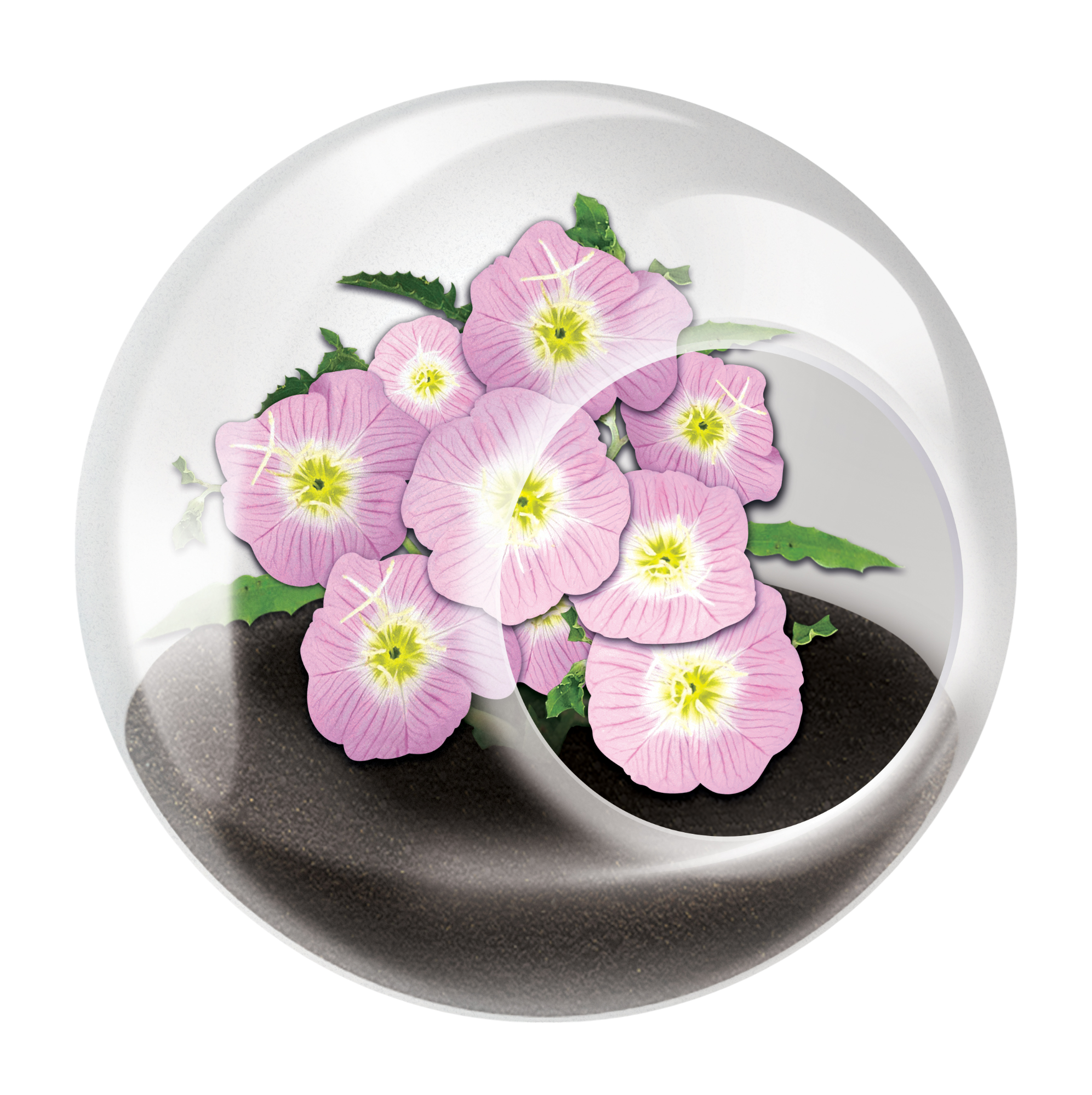 Flowering Tiny Terrariums Bundle - 1 each of 6 Varieties