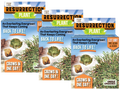 Resurrection Plant -  Multipack of 3