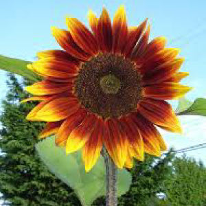 SUNFLOWER Seeds, Autumn Beauty