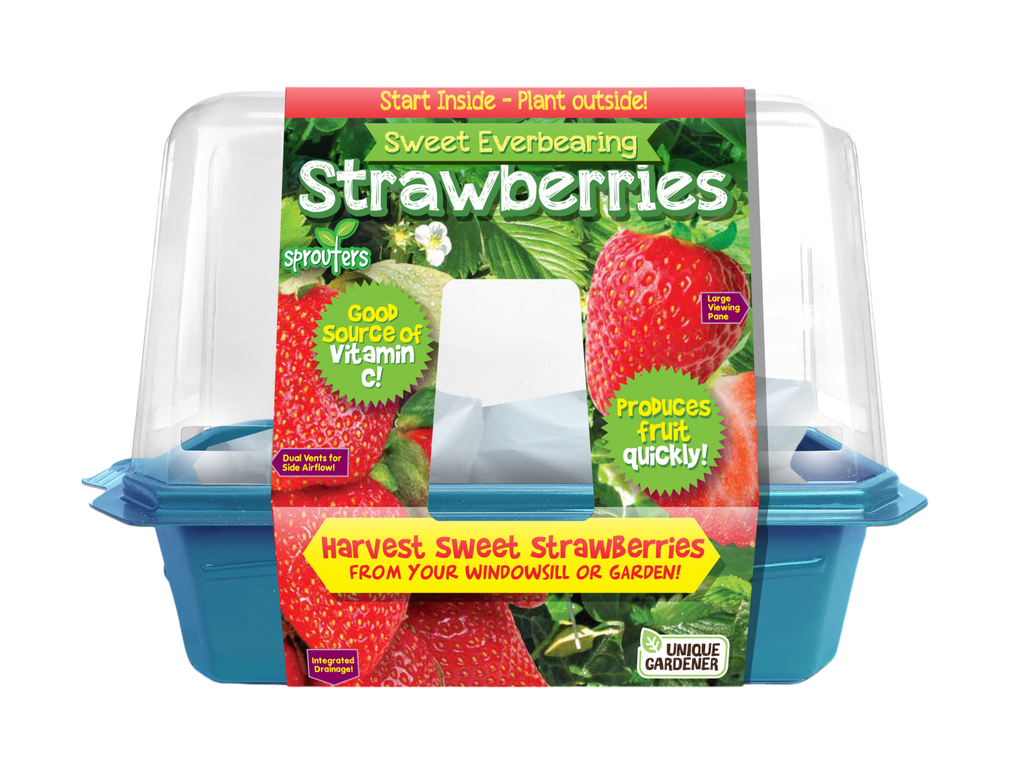 Sweet Everbearing Strawberries Sprouter Terrarium