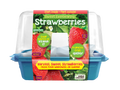 Sweet Everbearing Strawberries Sprouter Terrarium