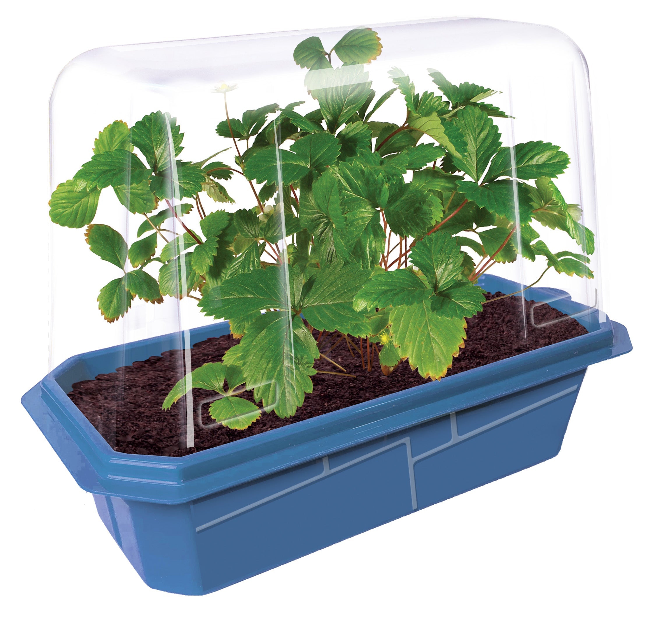 Sweet Everbearing Strawberries Sprouter Terrarium