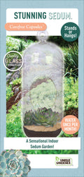 Stunning Sedum Glass Terrarium Seed Starting Kit