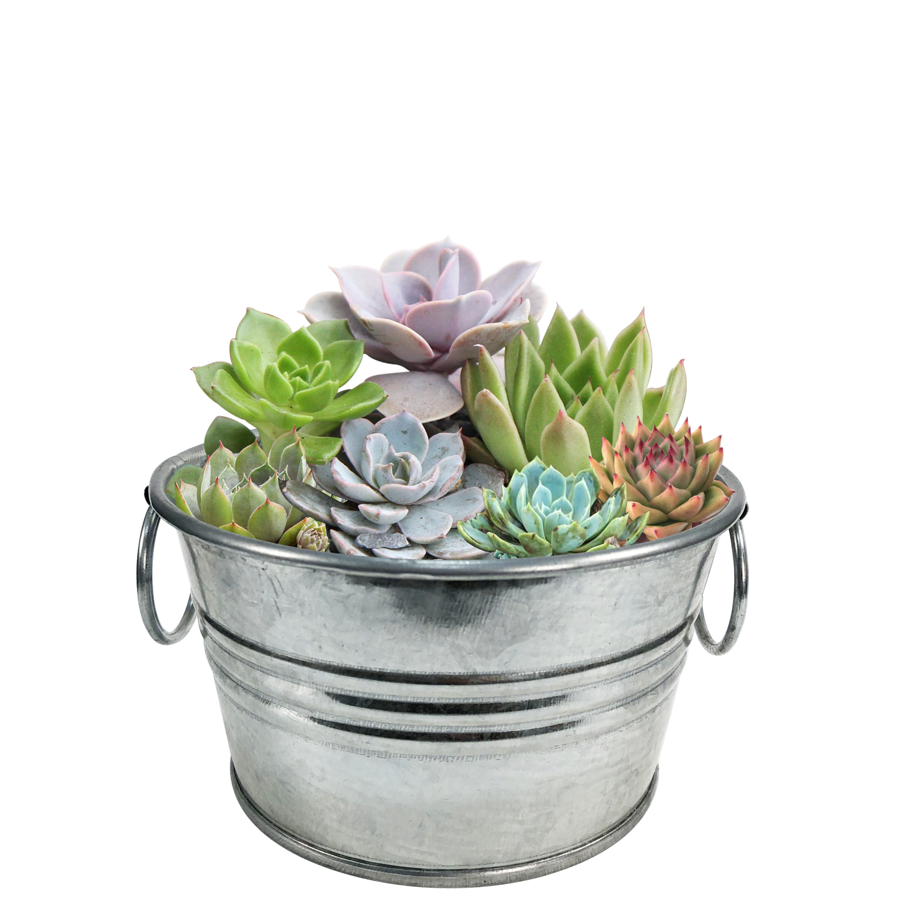 Pail of Peace - Grow Your Own Succulents Multipack of 3