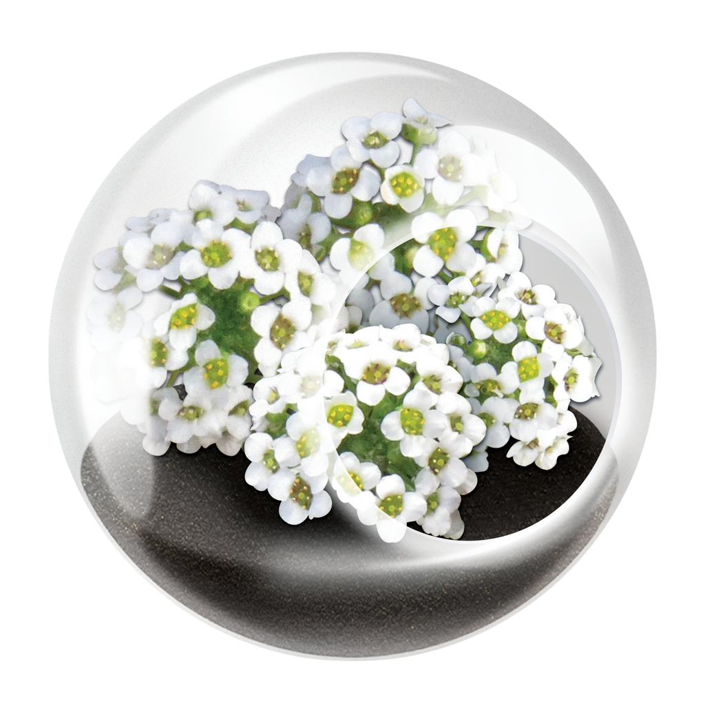 Flowering Tiny Terrariums Bundle - 1 each of 6 Varieties