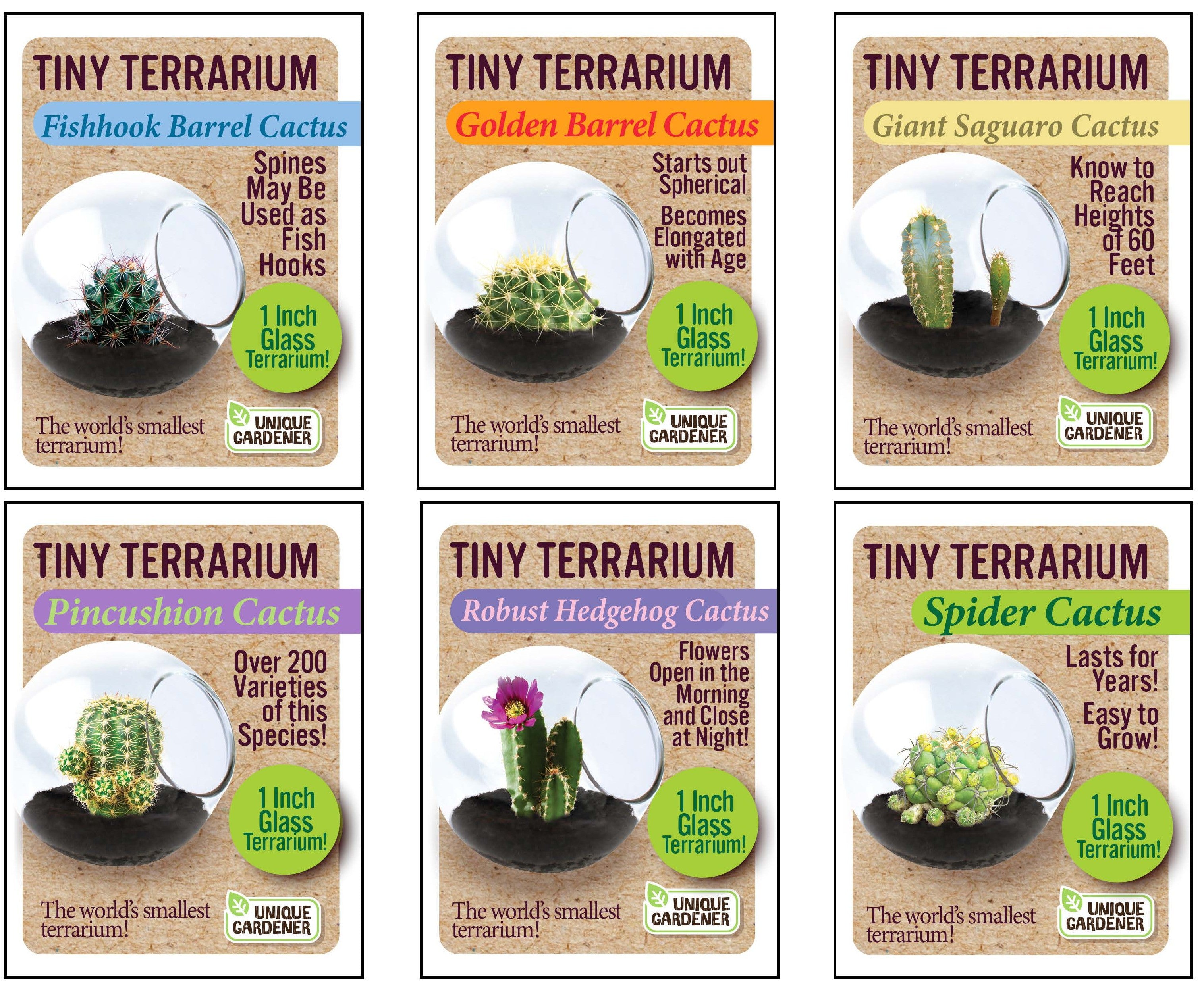 Cacti Tiny Terrariums Bundle - 1 each of 6 Varieties