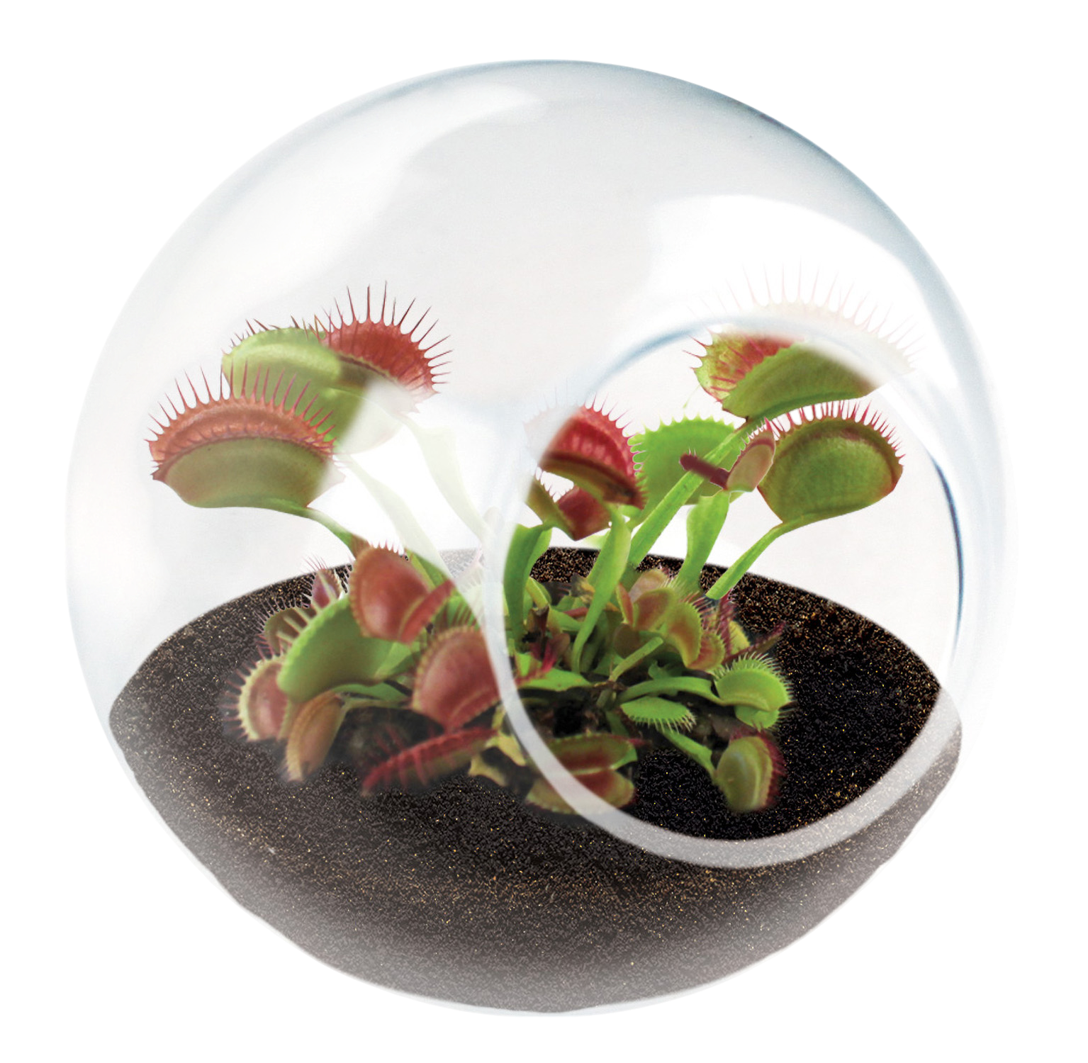 Carnivorous Tiny Terrariums Bundle - 2 each of 2 Varieties