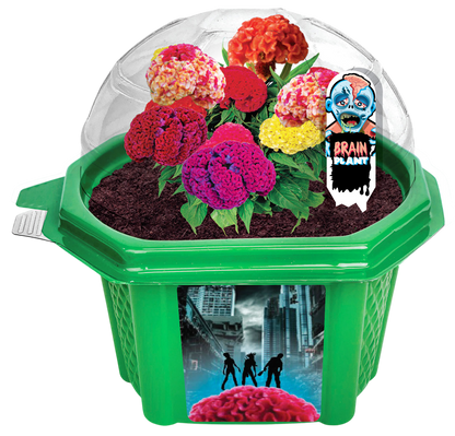 Zombie Brains Themed Micro Dome Terrarium