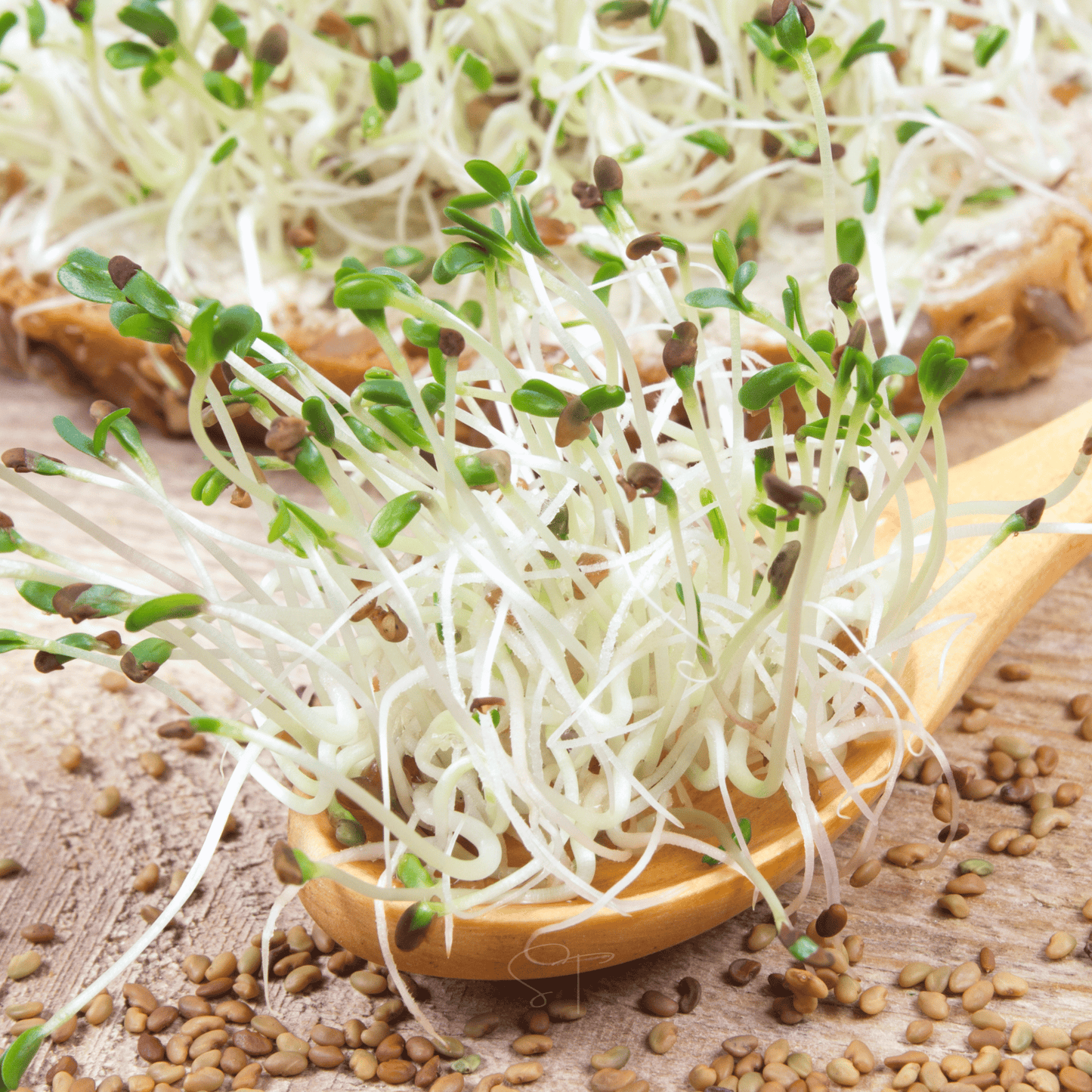 Alfalfa Sprout – 500 Seeds