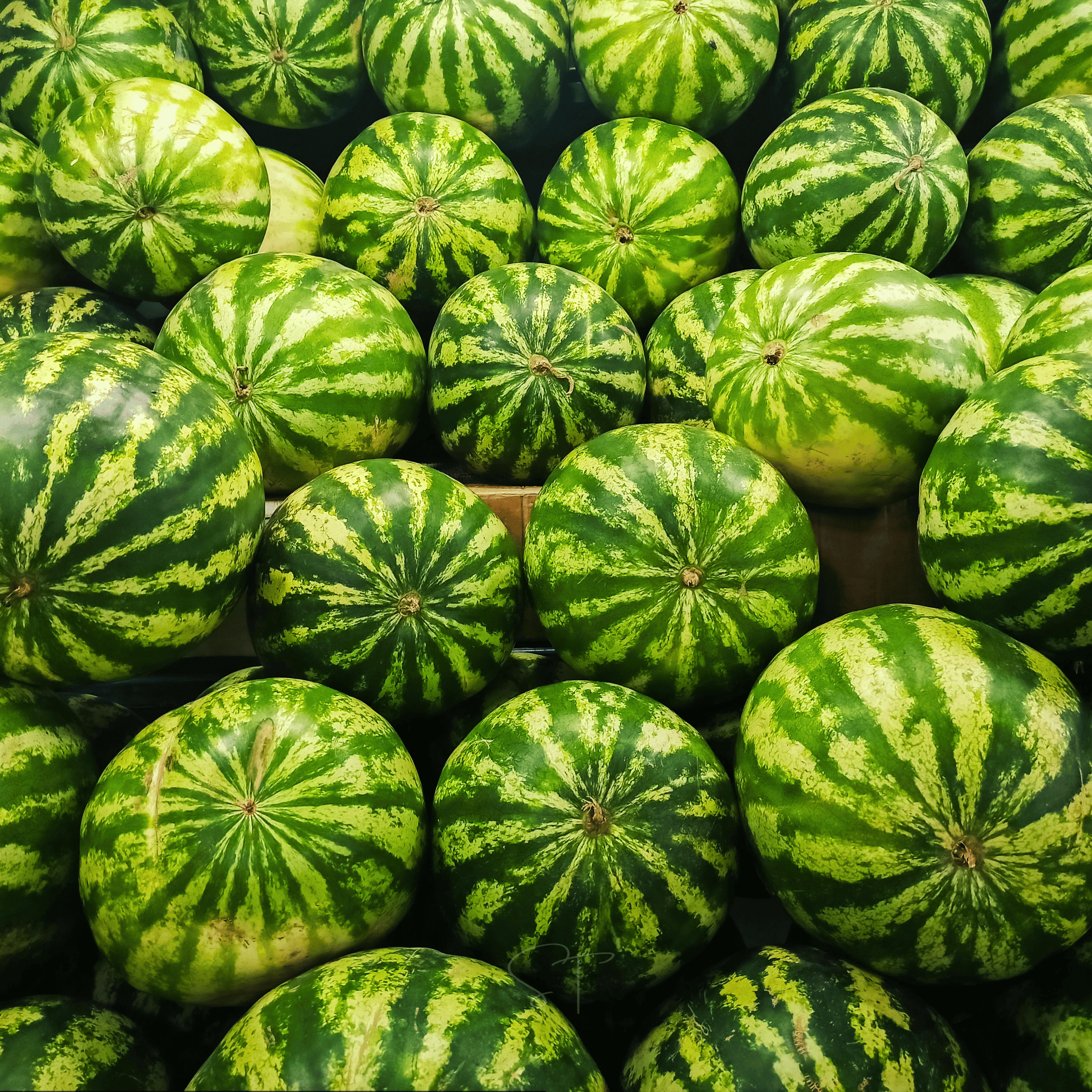 All Sweet Watermelon – 25 Seeds
